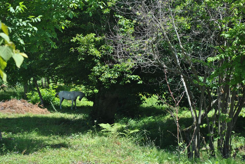 ホテルTalistan Forest Park エクステリア 写真
